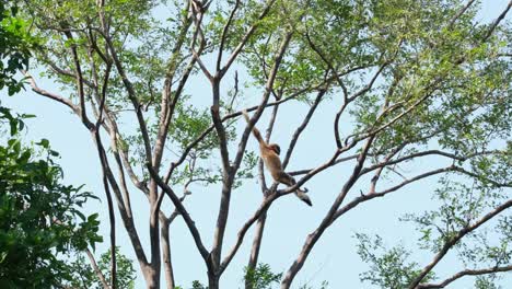 white-handed gibbon, hylobates lar, female