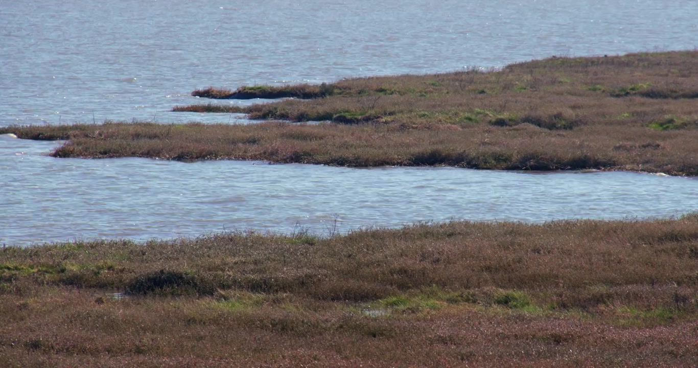 Ampia inquadratura ravvicinata di palude sull'estuario del fiume Dee a Bettisfield Park, Bagillt