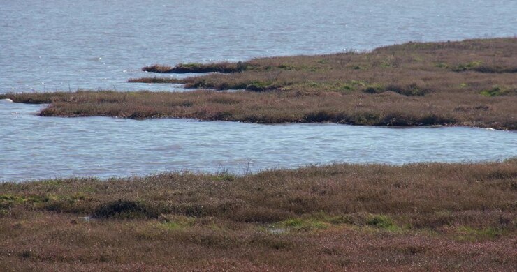 Ampia inquadratura ravvicinata di palude sull'estuario del fiume Dee a Bettisfield Park, Bagillt