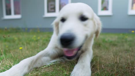 close up of white dog rolling on its back in the grass and chewing on something