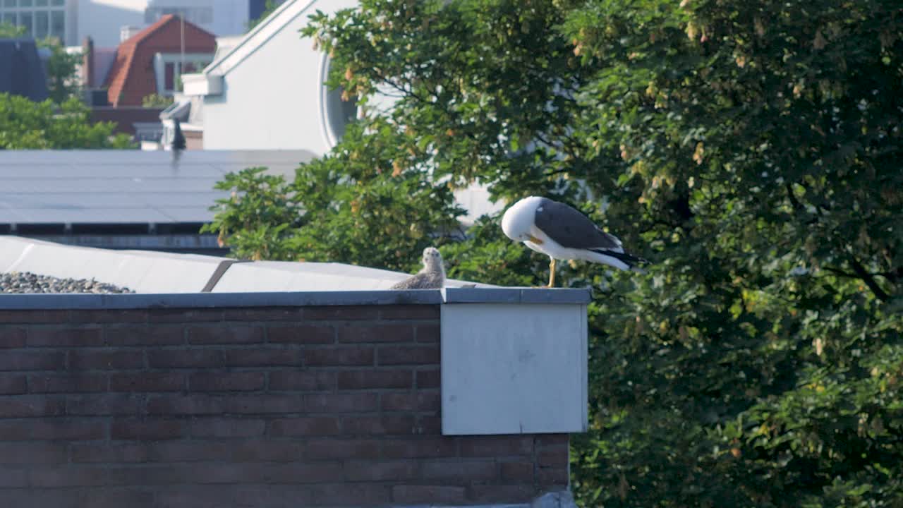 도시화 된 자연에 대한 드문 통찰력