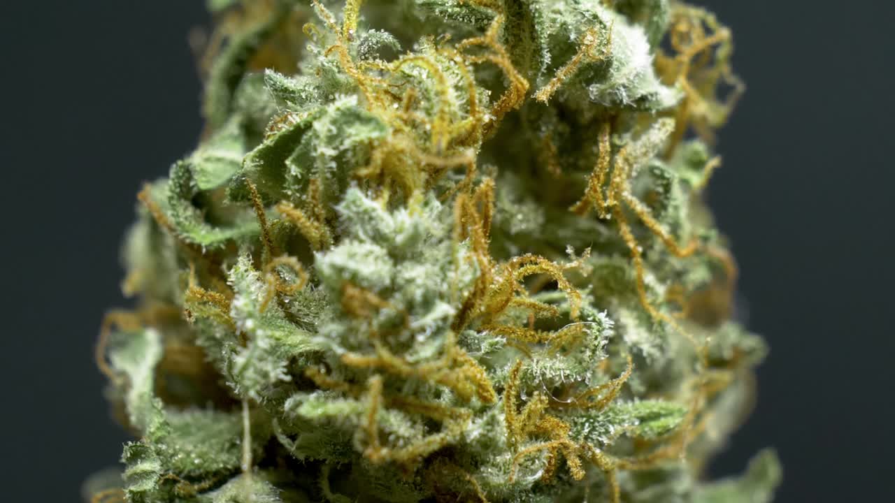 Close up Weed Cannabis, panning up shot in a studio