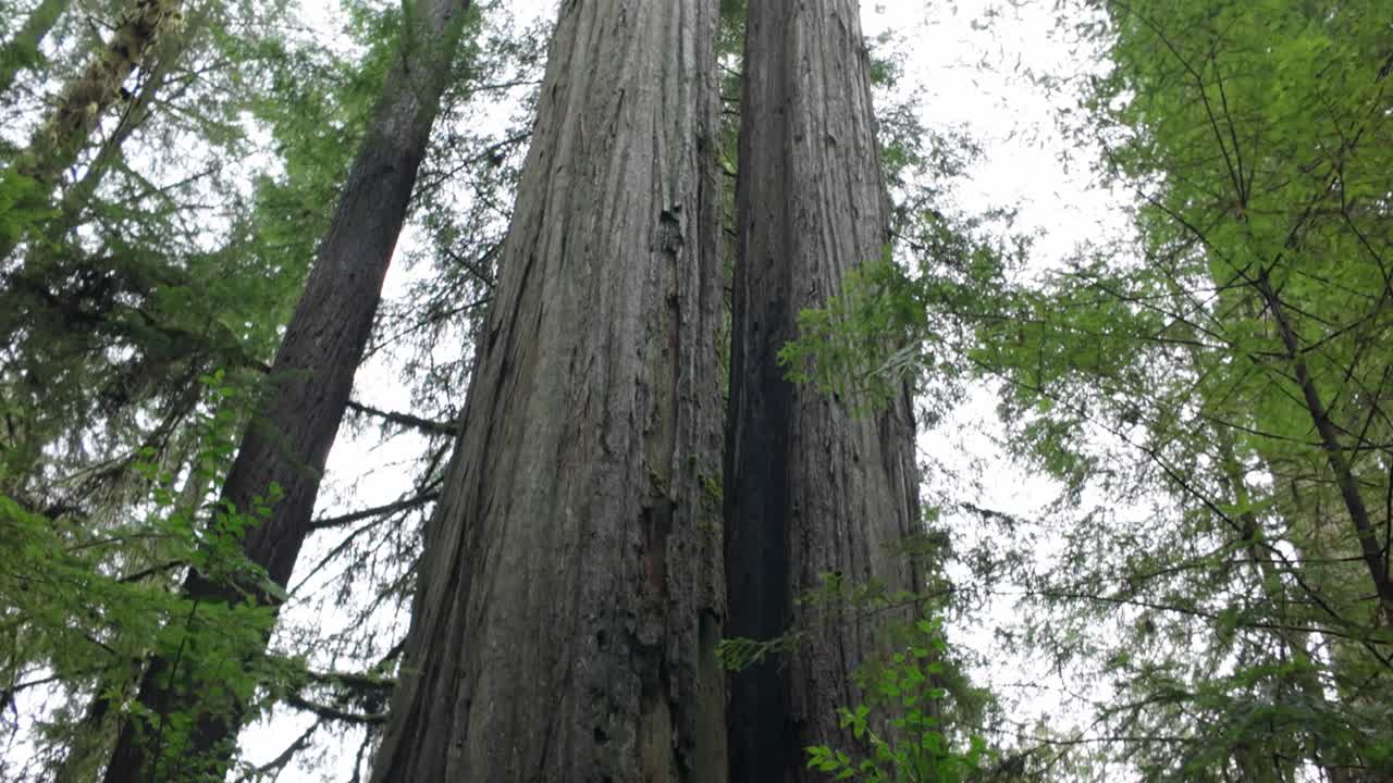 Gimbal tilting up shot of two redwood trees growing out of each other in the rainforests of Northern California. 4K