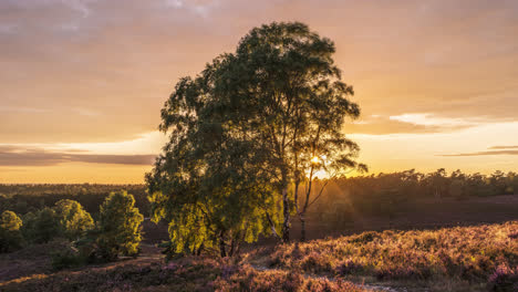 colorful sunset behind birch in blooming heather landscape