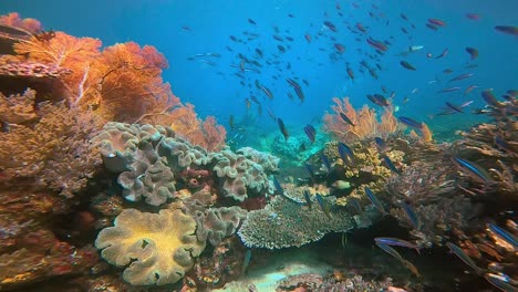 colorful coral reef with big sea fans and small fish swimming past when camera moving forward