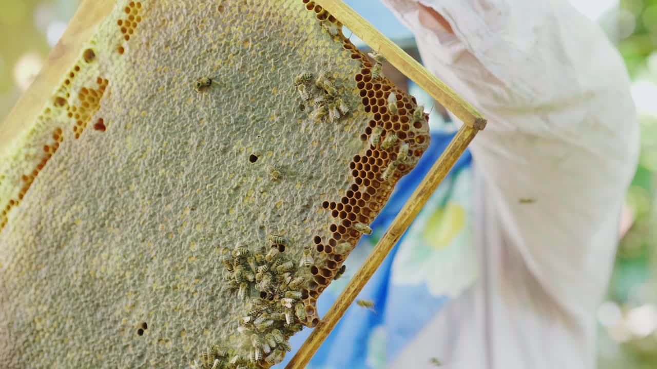 Beekeeper Inspects Frames With Bees Works In Apiary 4k Video