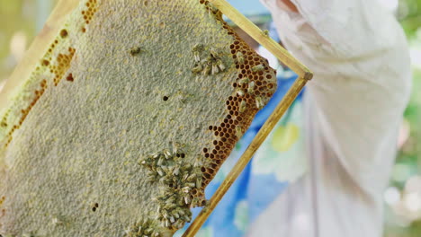 beekeeper inspects frames with bees works in apiary 4k video