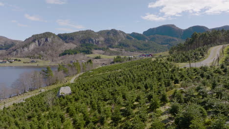 Plantación-De-árboles-De-Navidad-En-La-Ladera-De-Una-Colina.