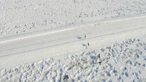 Ein-Hirschpaket-überquert-An-Einem-Sonnigen-Wintertag-Eine-Schneeverwehungslandstraße