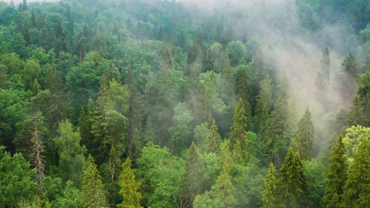 Aerial: cloudy forest scenery on mountainside, 4K nature landscape