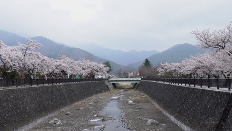 KAWAGUCHIKO,-JAPAN---APRIL-7,-2023:-Sakura-cherry-blossom-bloom-in-the-park-in-cloudy-day