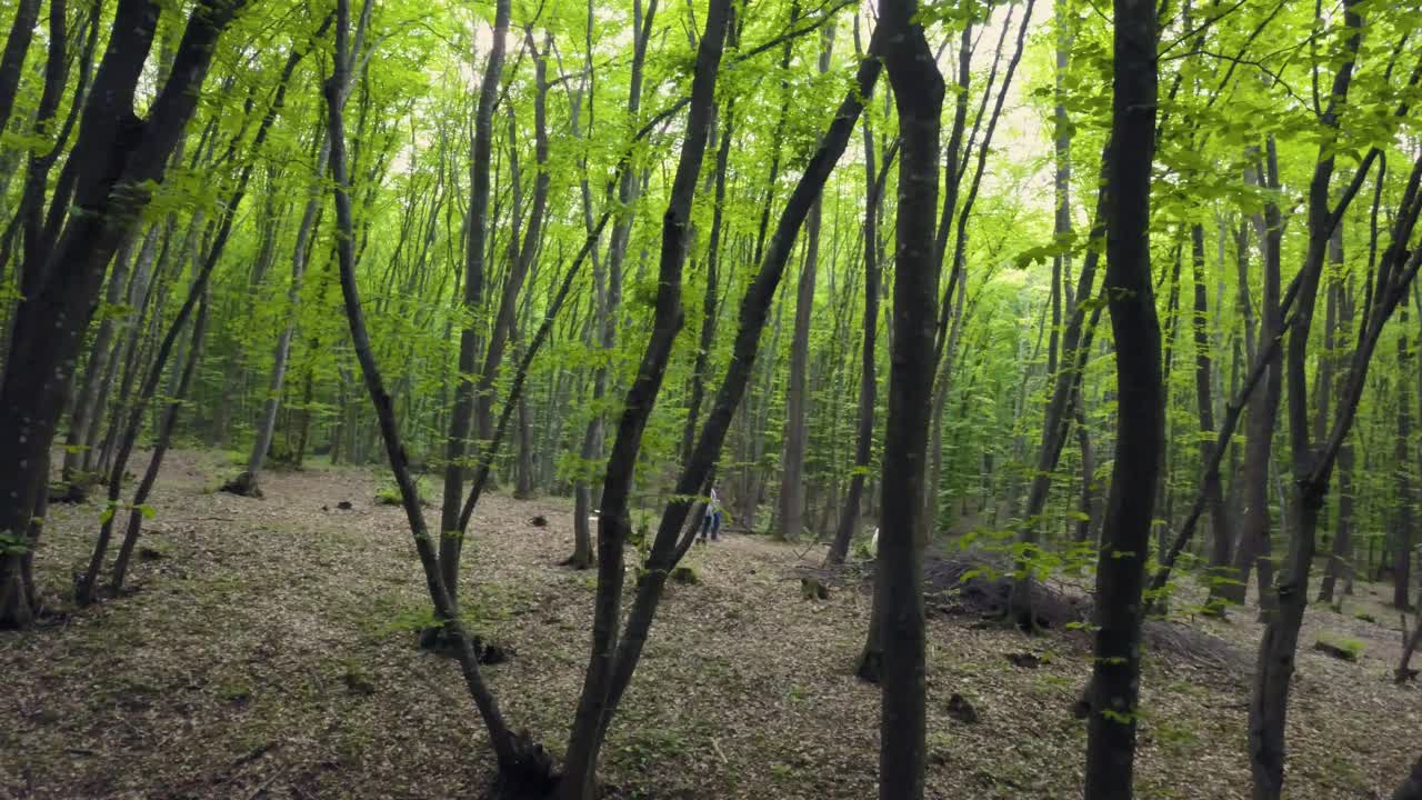 caminando por el sendero del bosque en un vasto tronco de pino verde, pov deambulando por el patrón del bosque verano hermosa luz del atardecer