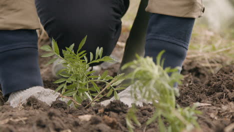 vista cercana de las manos del activista ecologista plantando pequeños árboles en el bosque