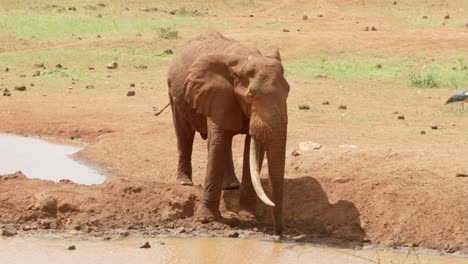 lone african elephant drinking at waterhole in savanna of tsavo west national park, kenya