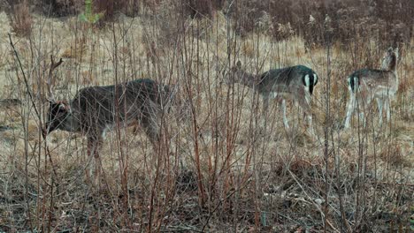 Close-up-shot-of-Fallow-Deers-eating-and-looking-for-food