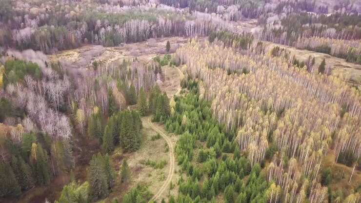 Осенний лес с воздуха