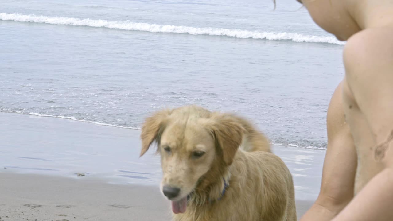 가족 과 개 가 바다 해변 에서 모래 를 가지고 놀고 있다