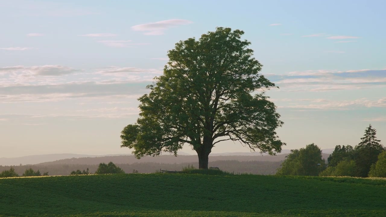 A solitary oak tree stands on a hilltop with lush green fields. Beautiful sunset colors and soft tranquil lighting.