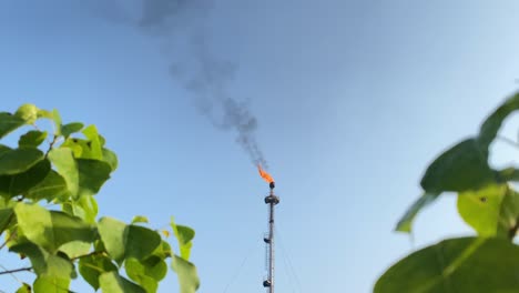 industria de bengalas de gas en llamas, hojas naturales frente a la cámara, estático, día