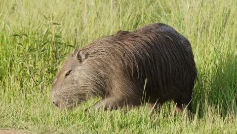 un capibara peludo salvaje, hydrochoerus hydrochaeris, pastando en un campo de hierba verde, masticando en cámara lenta a la luz del día.
