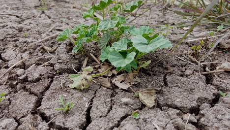 a green plant in a poor soil - close up -top view