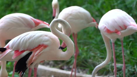 Eine-Kleine-Gruppe-Flamingos-Putzt-Im-Zoo-Ihre-Federn