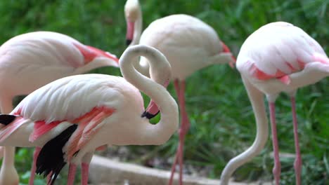 un pequeño grupo de flamencos acicalándose las plumas en el zoológico
