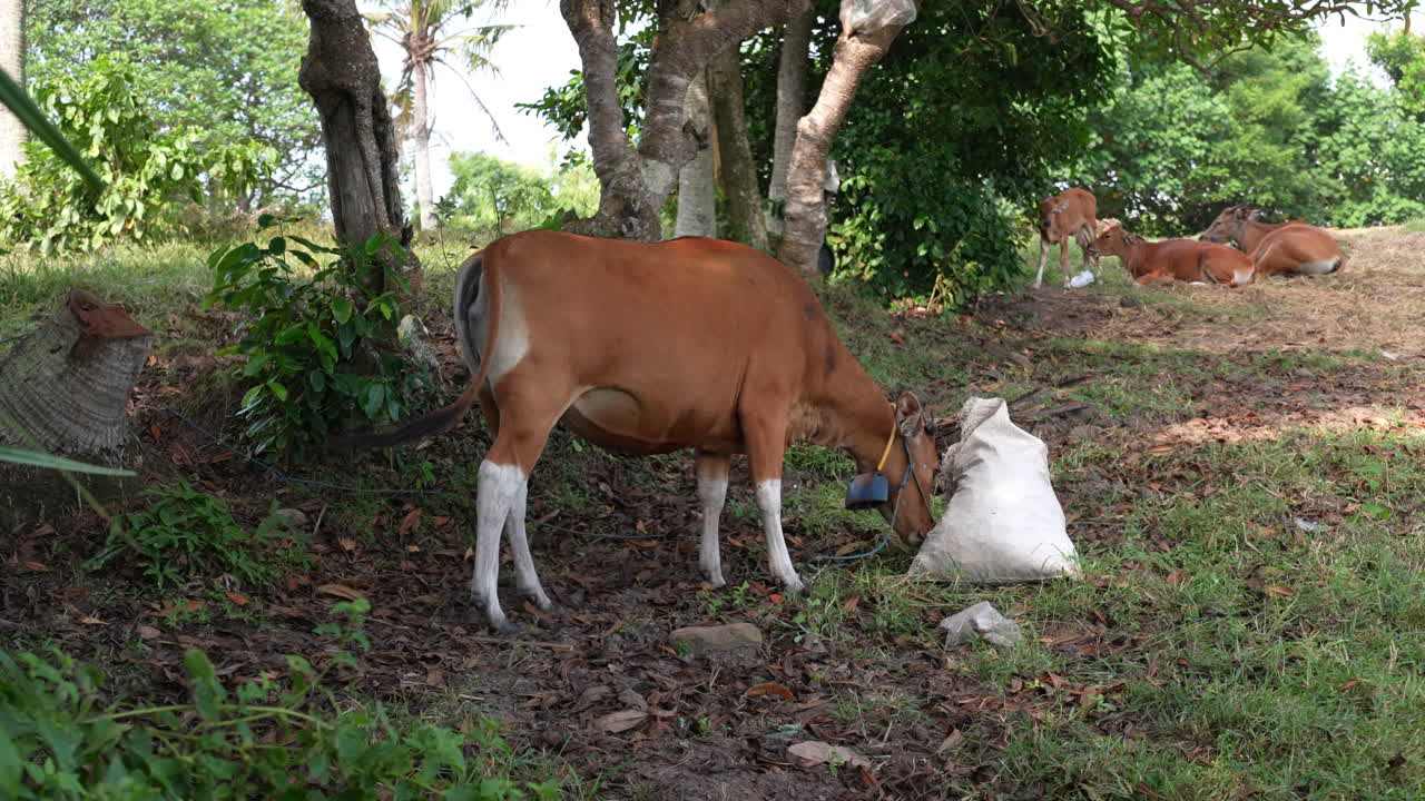 clip de video de una vaca comiendo hierba mientras otras vacas descansan en el fondo bajo los árboles en bali, indonesia, mostrando una escena rural serena