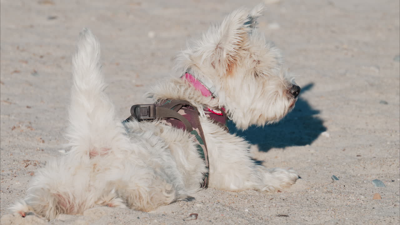Small dog playing in the sand at the beach