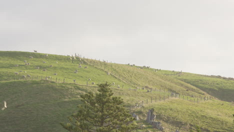 Beautiful-rural-scenery-with-rolling-hills-and-sheep-in-the-Wairarapa,-New-Zealand