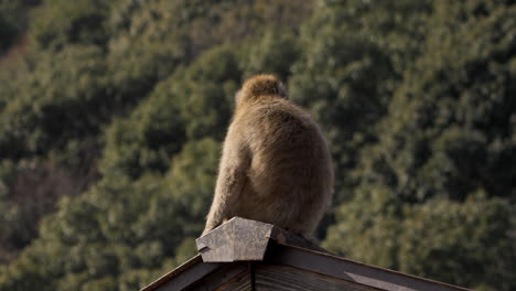 Macaco-Salvaje-Japonés-Sentado-En-El-Techo-Y-Luego-Caminando-A-Cuatro-Patas