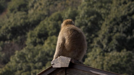 wild japanese macaque sitting on the roof then walking away on all-fours