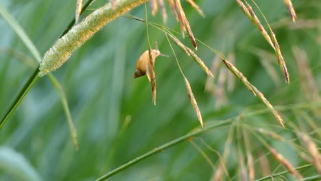 tiny snail slowly moving on grass amid a beautiful bright green background