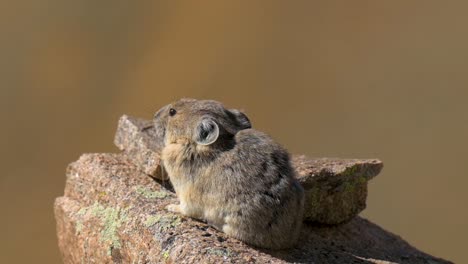 american pika calling while sitting on a rock during the day, handheld