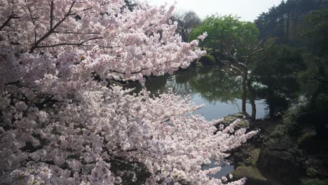 árbol-De-Sakura-En-El-Lago-Del-Parque-Yoyogi,-Cámara-Lenta-De-4k