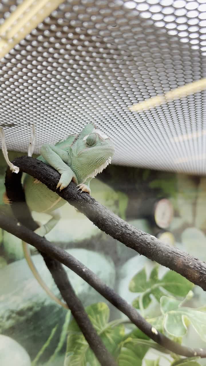 Chameleon in a pet shop