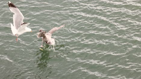 seagulls engaging in dynamic interaction over water