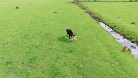 Wildpferde-Und-Auroxen-Kühe-In-Offener-Landschaft-Am-Ufer-Des-Pape-Sees,-Lettland