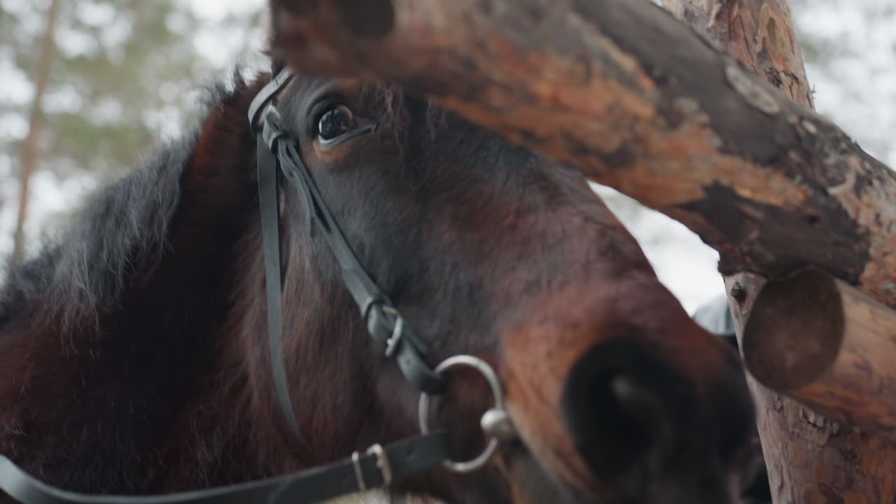 съемка лошадиной морды, зимняя сцена с портретом лошади, детализированное зимнее изображение, демонстрирующее спокойное выражение лошади, детализированная фотография, демонстрирующая мягкие черты коричневой лошади зимой