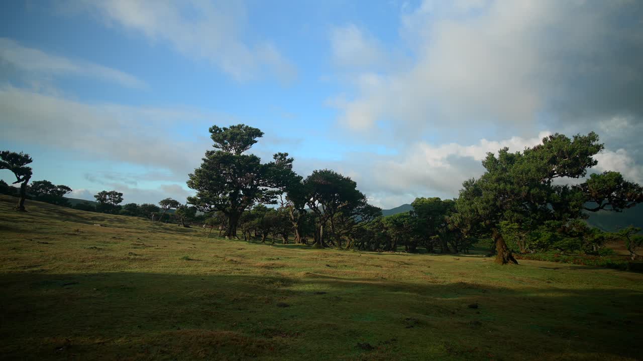 Foresta di Fanal Pond a Madeira, Portogallo, con splendidi paesaggi circostanti e una natura incredibile, filmata in 4k al mattino con movimento fluido