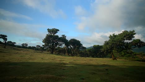 bosque de estanque de fanal en madeira portugal con hermosos paisajes alrededor y naturaleza increíble filmado en 4k por la mañana con movimiento suave