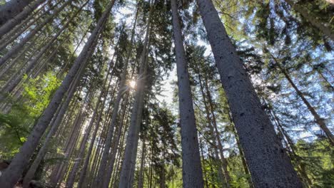 mesmerizing scenes of nature trees plants and serene landscapes. observing the terrestrial plants of the forest, with their tall trunks and evergreen foliage, under the vast blue sky creates a serene natural landscape