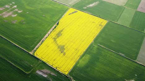 aerial high altitude flight over blooming rapeseed field, flying over yellow canola flowers, idyllic farmer landscape, beautiful nature background, birdseye drone shot moving right