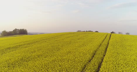 Vista-Panorámica-Del-Campo-De-Canola-Contra-El-Cielo-5