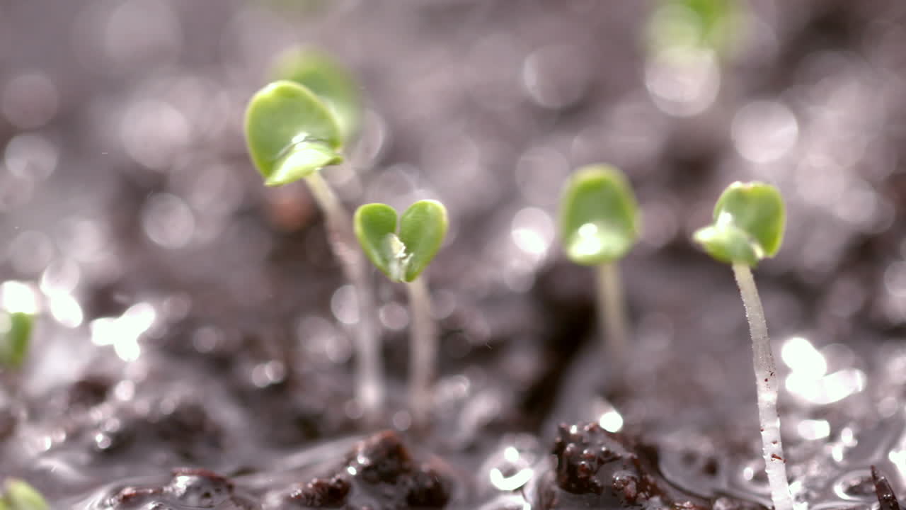 lluvia cayendo sobre una planta pequeña