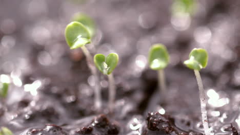 Lluvia-Cayendo-Sobre-Una-Pequeña-Planta