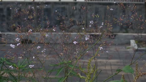 wild grass flowers blowing in the wind on the side of the road