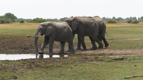 a herd of adult elephants walking to the edge of the water