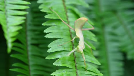 Praying-Mantis,-Rhombodera-megaera,-Thailand