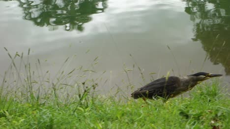 Garza-Estriada,-Butorides-Striata,-También-Conocida-Como-Garza-De-Manglar